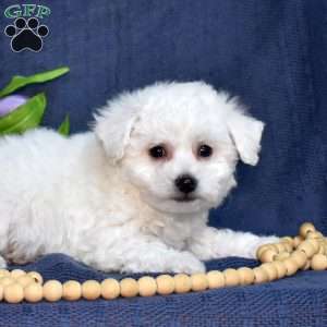 Peter (Tiny), Bichon Frise Puppy